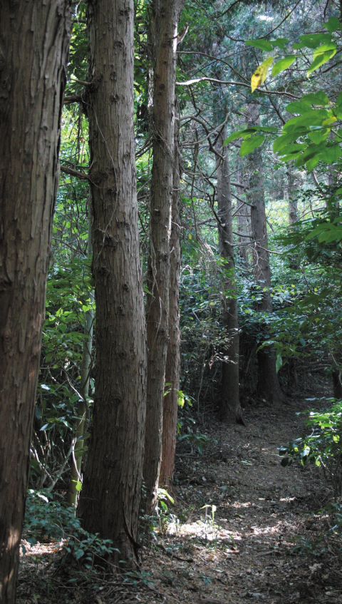 登山口付近はスギやヒノキの木立を抜けて歩きます。/