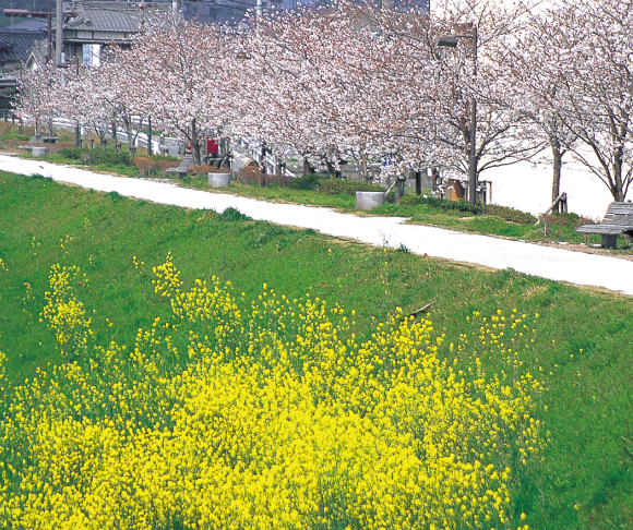 四季折々の花が楽しめる釣川。見頃：サクラ/3月下旬〜4月上旬（ソメイヨシノ約300本）、ハナミズキ/4月中旬〜5月中旬。/
