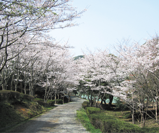 遊歩道沿いには桜並木。/